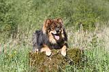 CHIEN FINNOIS DE LAPONIE 292